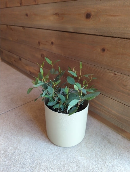 ユーカリ・ポプルネア 3.5号【店頭受取】