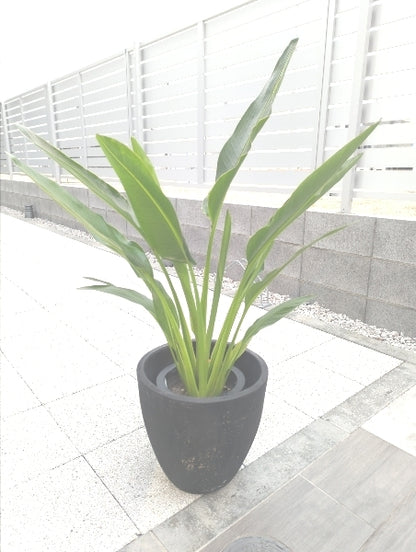 タビビトノキ 7号【店頭受取】