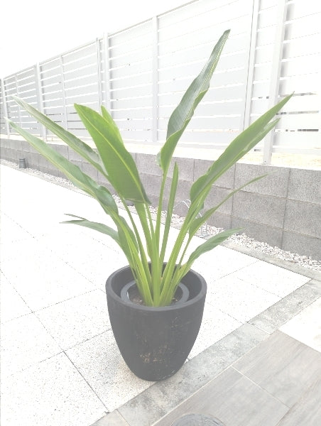 タビビトノキ 7号【店頭受取】