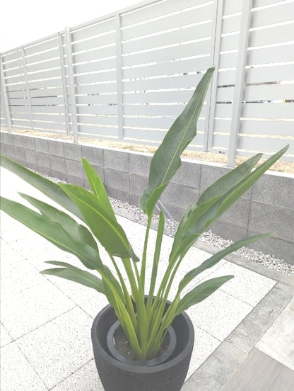 タビビトノキ 7号【店頭受取】