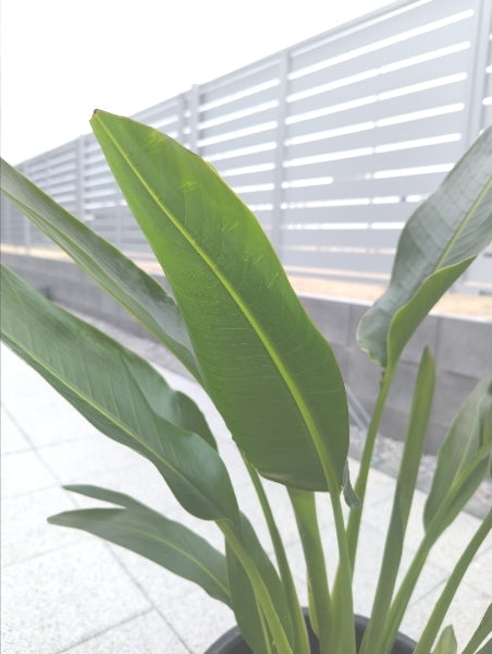 タビビトノキ 7号【店頭受取】