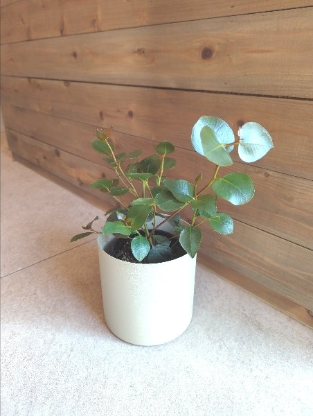 ユーカリ・カエシア 3.5号【店頭受取】