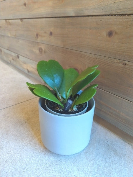 ホヤ・カーリー 4号 L【店頭受取】