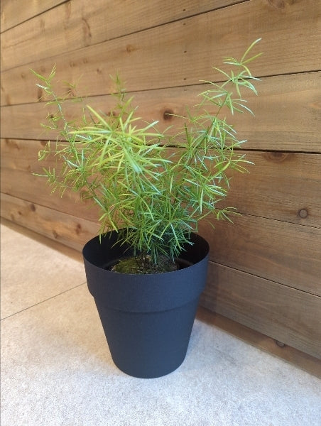 アスパラガス・スプレンゲリー 4号【店頭受取】