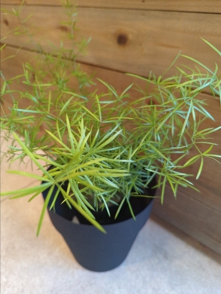 アスパラガス・スプレンゲリー 4号【店頭受取】