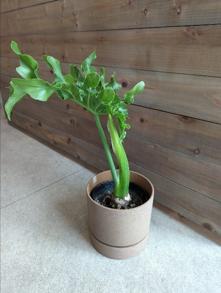 フィロデンドロン・セローム 5号【店頭受取】