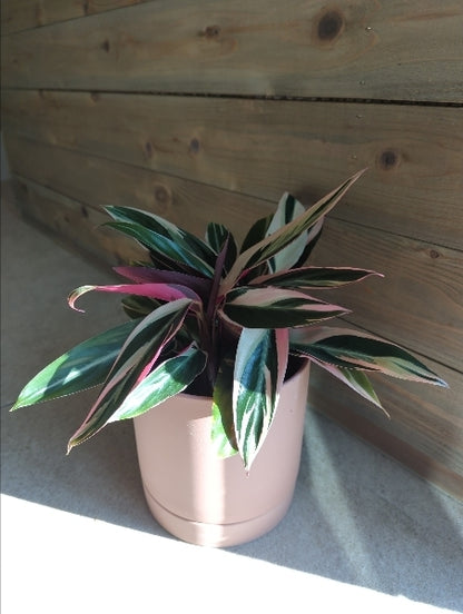 ストロマンテ・サンギネア・トリオスター 4号【店頭受取】