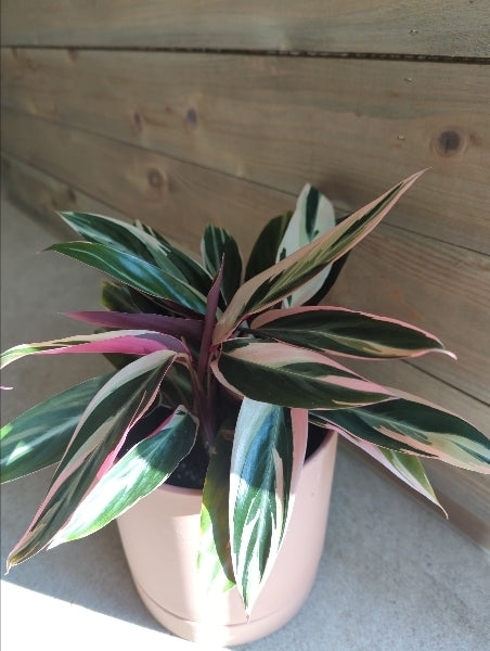 ストロマンテ・サンギネア・トリオスター 4号【店頭受取】