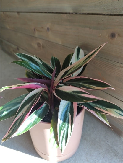 ストロマンテ・サンギネア・トリオスター 4号【店頭受取】