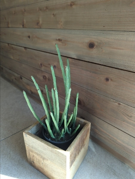 ユーフォルビア・フォスフォレア 4号【店頭受取】