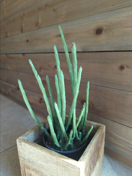 ユーフォルビア・フォスフォレア 4号【店頭受取】