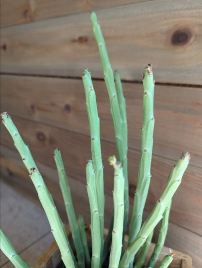 ユーフォルビア・フォスフォレア 4号【店頭受取】