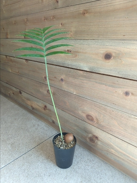 ディオーン・スピヌロスム 3号【店頭受取】