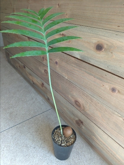 ディオーン・スピヌロスム 3号【店頭受取】