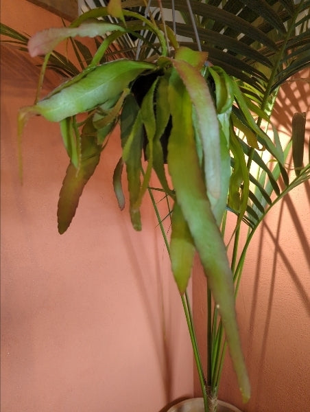 リプサリス・ラムローサ 4号【店頭受取】