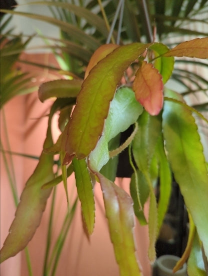 リプサリス・ラムローサ 4号【店頭受取】