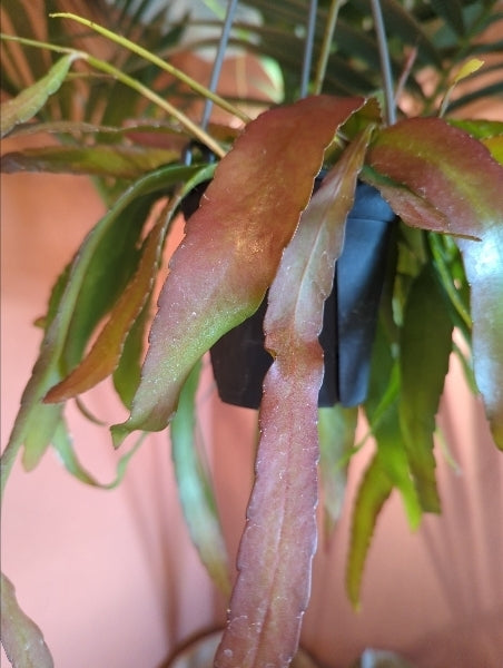 リプサリス・ラムローサ 4号【店頭受取】