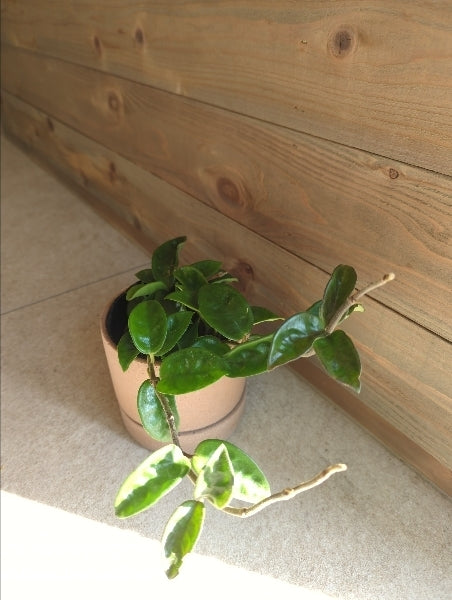 ホヤ・クリンクルエイト 3.5号【店頭受取】