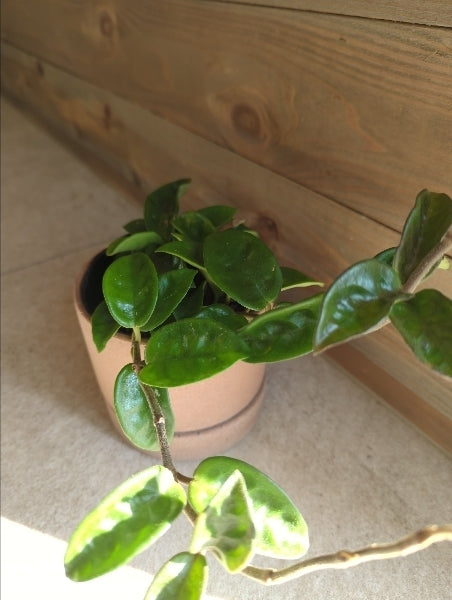 ホヤ・クリンクルエイト 3.5号【店頭受取】