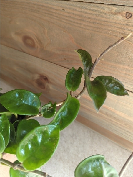 ホヤ・クリンクルエイト 3.5号【店頭受取】