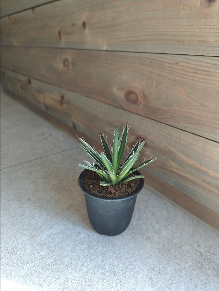 アガベ・シジゲラ 3号【店頭受取】