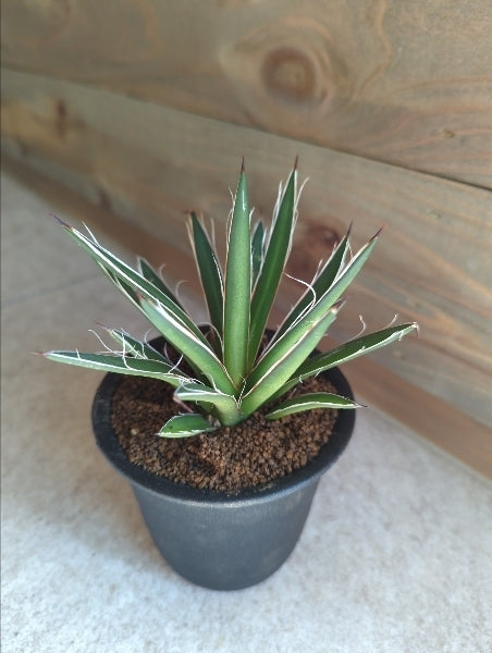 アガベ・シジゲラ 3号【店頭受取】