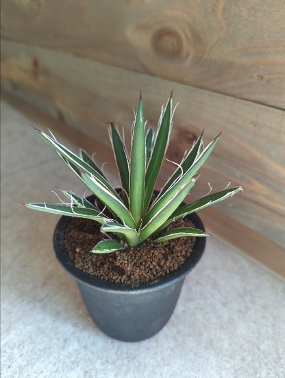 アガベ・シジゲラ 3号【店頭受取】