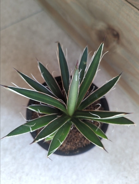 アガベ・シジゲラ 3号【店頭受取】