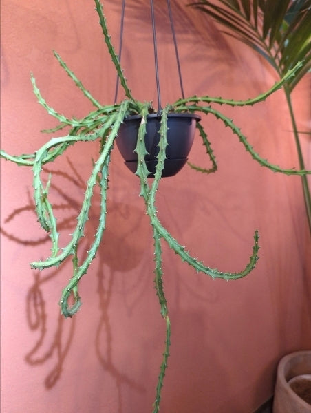 ユーフォルビア・クンチー 5号【店頭受取】