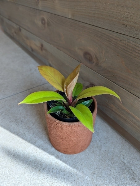 フィロデンドロン・プリンスオブオレンジ 3号【店頭受取】