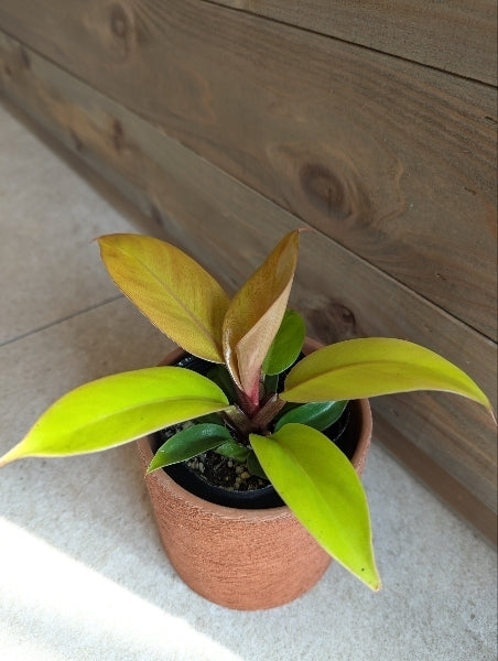 フィロデンドロン・プリンスオブオレンジ 3号【店頭受取】