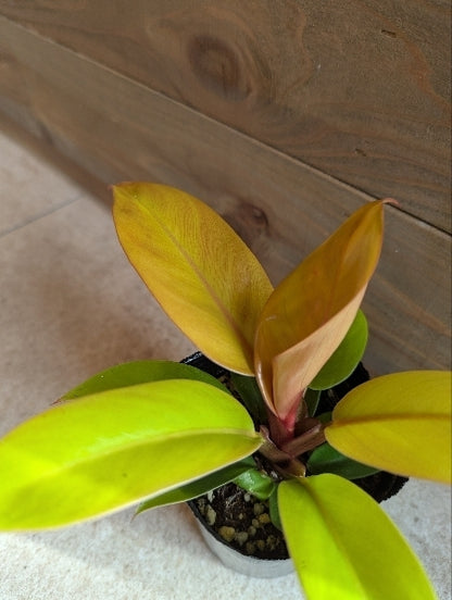 フィロデンドロン・プリンスオブオレンジ 3号【店頭受取】