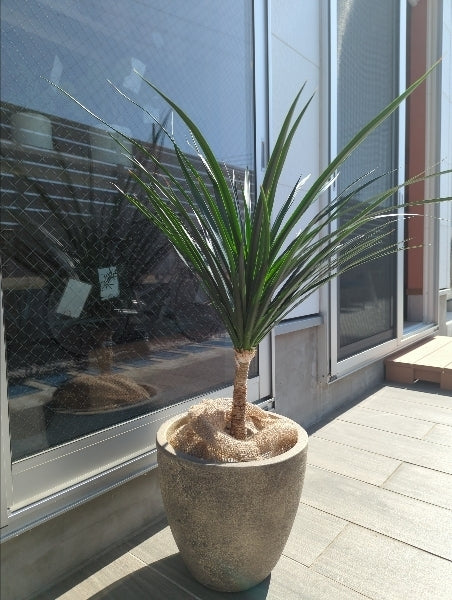 ドラセナ・カンボジアーナ 7号 L【店頭受取】