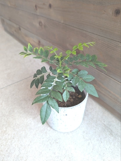 カレーリーフプランツ 3.5号【店頭受取】