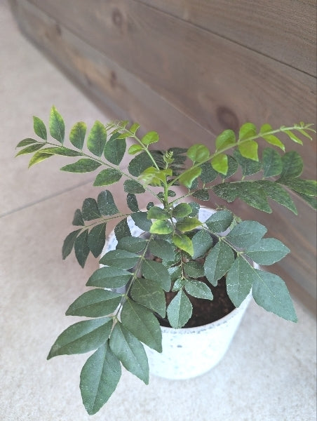 カレーリーフプランツ 3.5号【店頭受取】