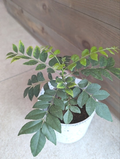 カレーリーフプランツ 3.5号【店頭受取】