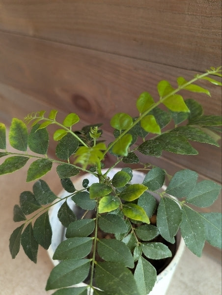 カレーリーフプランツ 3.5号【店頭受取】