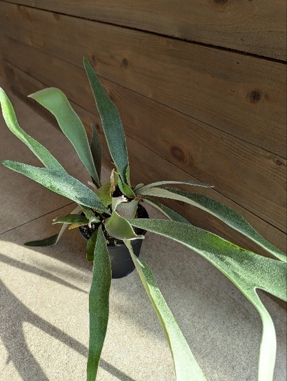 コウモリラン・ビーチー 4号【店頭受取】