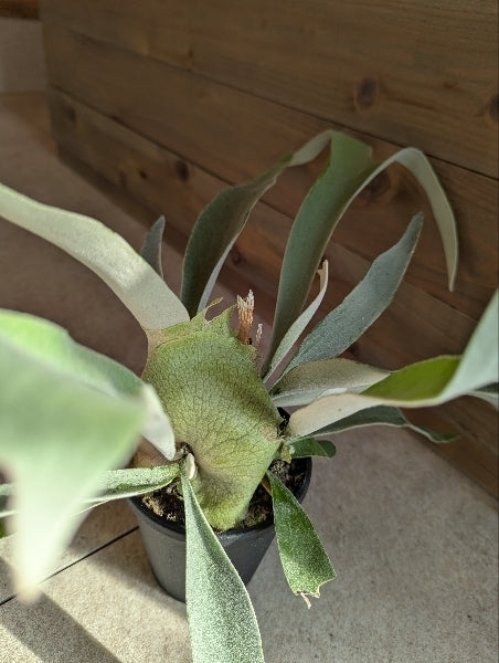 コウモリラン・ビーチー 4号【店頭受取】