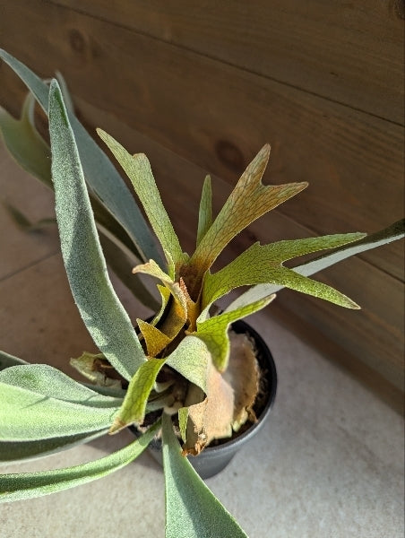 コウモリラン・ビーチー 4号【店頭受取】