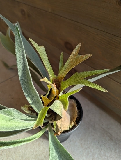 コウモリラン・ビーチー 4号【店頭受取】