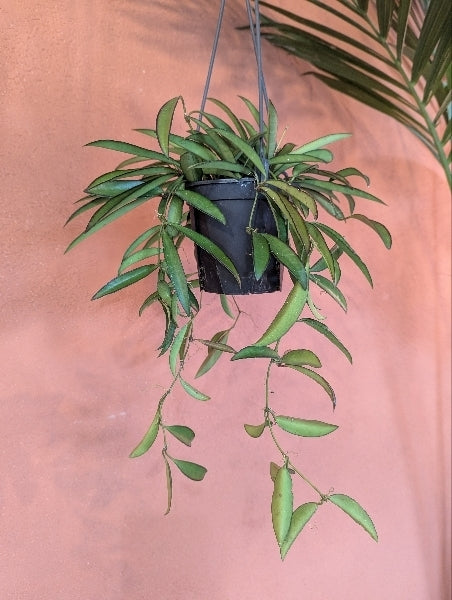 ホヤ・チャイナビーンズ 4号【店頭受取】