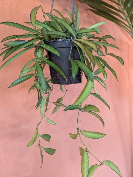 ホヤ・チャイナビーンズ 4号【店頭受取】