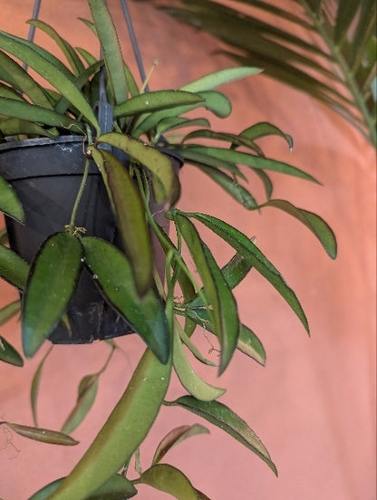 ホヤ・チャイナビーンズ 4号【店頭受取】