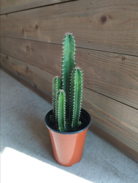 フロリダカクタス 3.5号【店頭受取】