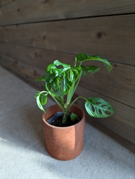 マドカズラ　M　3号【店頭受取】