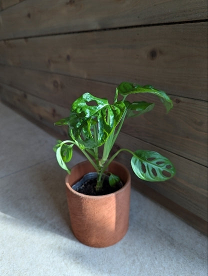 マドカズラ　M　3号【店頭受取】