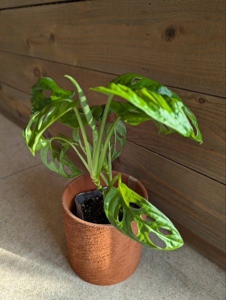 マドカズラ　M　3号【店頭受取】