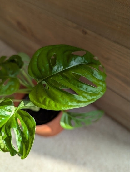 マドカズラ　M　3号【店頭受取】