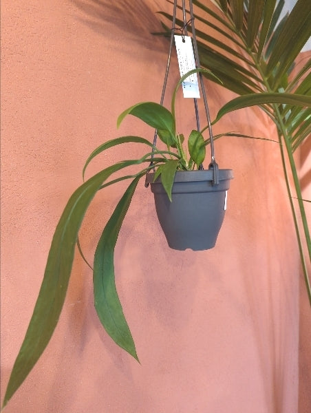 アンスリウム・ビッタリフォリウム 4号【店頭受取】